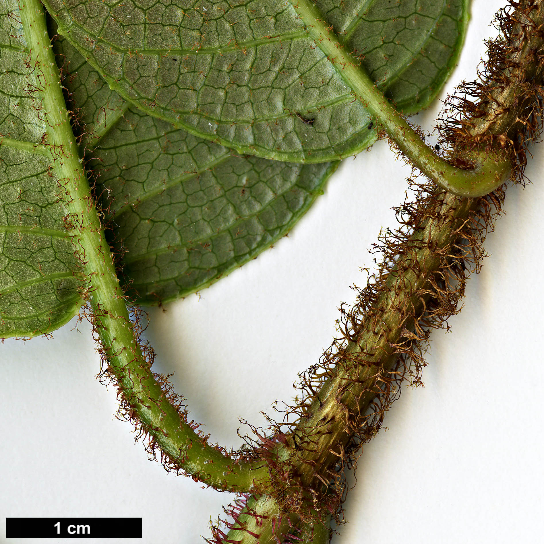 High resolution image: Family: Hydrangeaceae - Genus: Hydrangea - Taxon: asterolasia